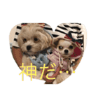 まーちゃんとしーちゃんスタンプ（個別スタンプ：1）
