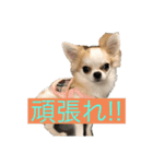 まーちゃんとしーちゃんスタンプ（個別スタンプ：6）