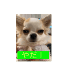 まーちゃんとしーちゃんスタンプ（個別スタンプ：7）
