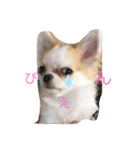 まーちゃんとしーちゃんスタンプ（個別スタンプ：11）
