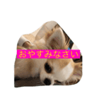 まーちゃんとしーちゃんスタンプ（個別スタンプ：14）