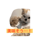 まーちゃんとしーちゃんスタンプ（個別スタンプ：15）