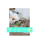まーちゃんとしーちゃんスタンプ（個別スタンプ：24）