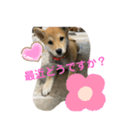 やんちゃきな子の挨拶しましょう♪（個別スタンプ：6）