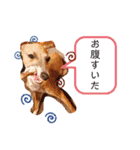 IG モネホーク（個別スタンプ：11）