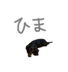 我が家のまめちゃん①（個別スタンプ：1）
