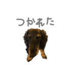 我が家のまめちゃん①（個別スタンプ：3）