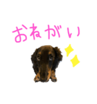 我が家のまめちゃん①（個別スタンプ：4）