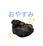 我が家のまめちゃん①（個別スタンプ：5）