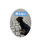 我が家のまめちゃん①（個別スタンプ：7）