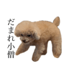 お犬様と飼い主(ネタ編)（個別スタンプ：1）
