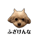お犬様と飼い主(ネタ編)（個別スタンプ：3）