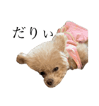 お犬様と飼い主(ネタ編)（個別スタンプ：5）