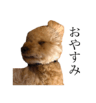 お犬様と飼い主(ネタ編)（個別スタンプ：6）