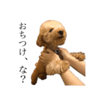 お犬様と飼い主(ネタ編)（個別スタンプ：8）