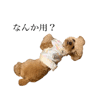 お犬様と飼い主(ネタ編)（個別スタンプ：9）