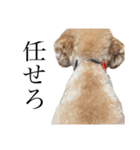 お犬様と飼い主(ネタ編)（個別スタンプ：11）