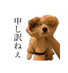 お犬様と飼い主(ネタ編)（個別スタンプ：12）