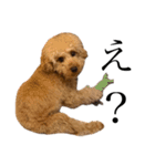 お犬様と飼い主(ネタ編)（個別スタンプ：13）
