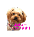 ヨークシャーテリア 愛（個別スタンプ：2）