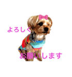 ヨークシャーテリア 愛（個別スタンプ：3）