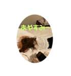 龍ちゃん桃ちゃん（個別スタンプ：7）
