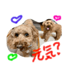 ぽっきー＆ころん 日常編トイプードル（個別スタンプ：5）