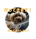 ぽっきー＆ころん 日常編トイプードル（個別スタンプ：8）