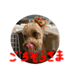 ぽっきー＆ころん 日常編トイプードル（個別スタンプ：10）