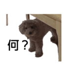 うちの子リリー（個別スタンプ：5）