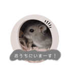 ハムスターくるみ（個別スタンプ：17）