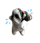シーズー犬❗こっちゃん❤（個別スタンプ：2）