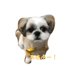 シーズー犬❗こっちゃん❤（個別スタンプ：3）