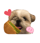 シーズー犬❗こっちゃん❤（個別スタンプ：4）
