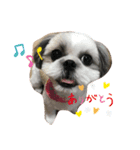 シーズー犬❗こっちゃん❤（個別スタンプ：5）