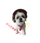 シーズー犬❗こっちゃん❤（個別スタンプ：6）