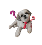 シーズー犬❗こっちゃん❤（個別スタンプ：7）
