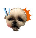 シーズー犬❗こっちゃん❤（個別スタンプ：8）