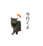 愛猫サリーちゃん①（個別スタンプ：2）