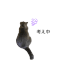 愛猫サリーちゃん①（個別スタンプ：3）