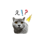 愛猫サリーちゃん①（個別スタンプ：5）
