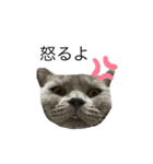 愛猫サリーちゃん①（個別スタンプ：6）