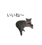 愛猫サリーちゃん①（個別スタンプ：8）