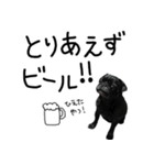 黒パグちゅらスタンプ（個別スタンプ：7）