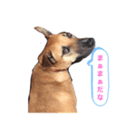 danoくん（個別スタンプ：5）