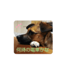 つぶやき犬（個別スタンプ：1）