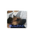 つぶやき犬（個別スタンプ：3）