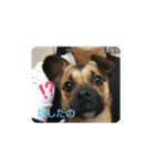 つぶやき犬（個別スタンプ：5）