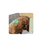 つぶやき犬（個別スタンプ：7）