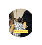 つぶやき犬（個別スタンプ：8）